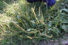 Rumex dentatus